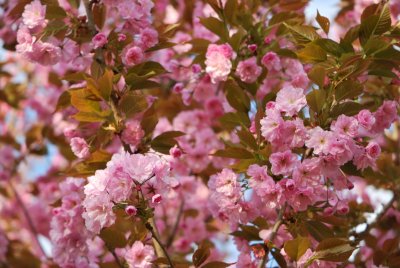 Prunus serrulata 'Kanzan' - višeň pilovitá 'Kanzan' (sakura) - květy